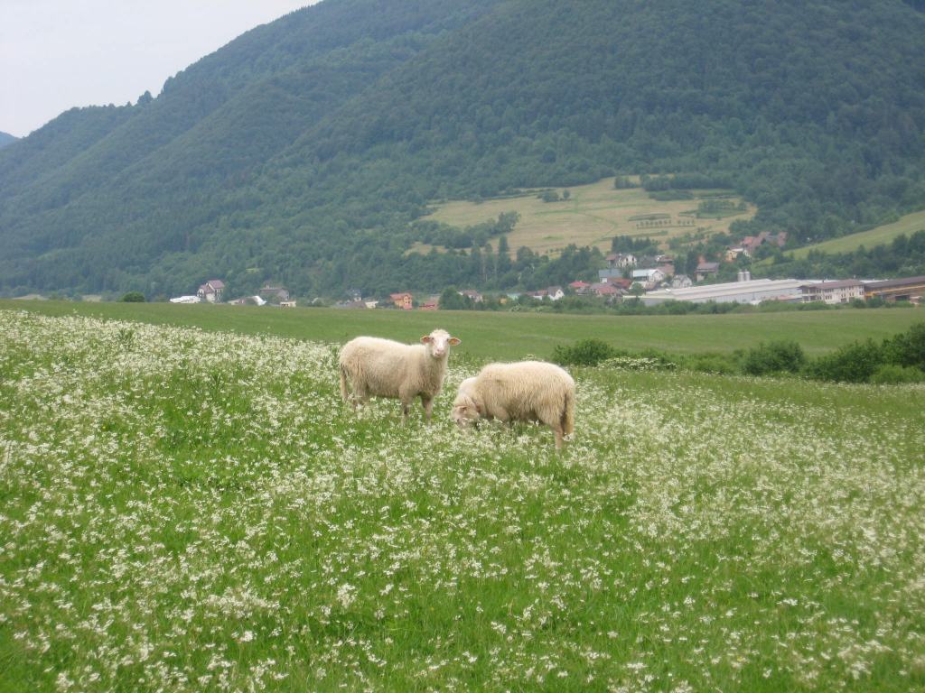 Owce na Słowacji